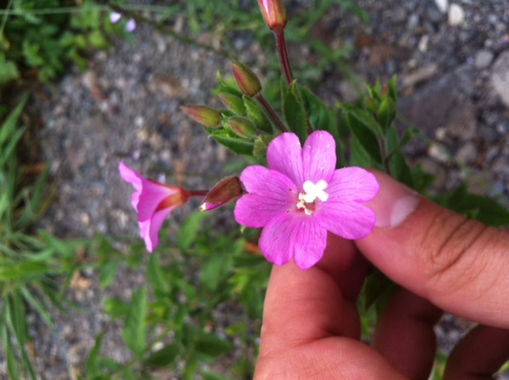 Epilobium sp. (Onagraceae)